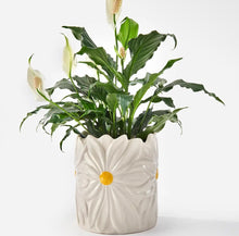 Load image into Gallery viewer, Ceramic Daisy Planter
