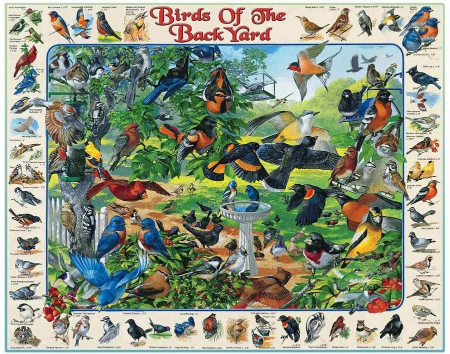 Puzzle Birds of the Backyard 1000pc
